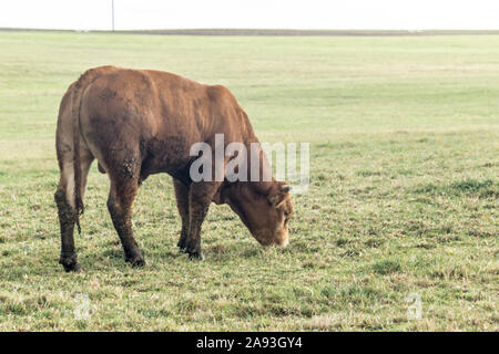 Eine Kuh auf einer Wiese weidet. Weide auf einer Molkerei. Podlachien. Polen. Stockfoto