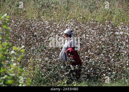 Baumwolle aus biologischem Anbau Ernte in Zentralasien Stockfoto