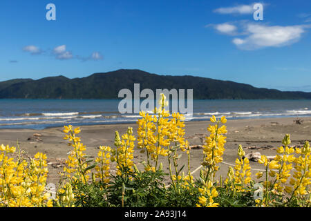 Leuchtend gelbe Neuseeland Lupinen auf Paraparaumu Strand mit Kapiti Island unscharf im Hintergrund Stockfoto