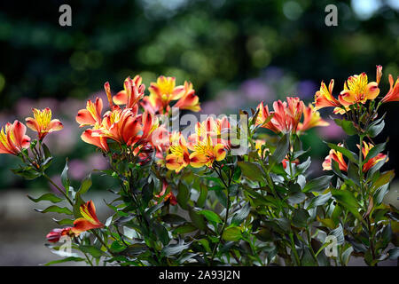 Alstroemeria Indian Summer, peruanische Lily, Kupfer, Orange, Gelb, Blume, Blumen, Blüte, Stauden, Schnittblumen, RM Floral Stockfoto