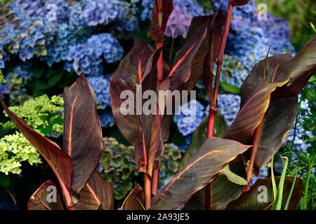 Canna Moppköpfe aus tropicanna, Hortensie, Mix, Gemischt, Gartenarbeit, Pflanzen, Kombination, RM Floral Stockfoto