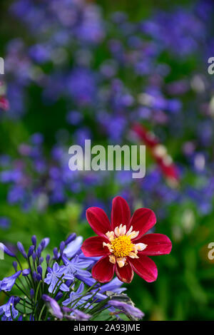 Dahlie Nacht Schmetterling, Agapanthus Navy Blue, Agapanthus 24.00 Uhr Sterne, Topf, Töpfe, Behälter, Container gardening, Display, Displays, summmer, RM Floral Stockfoto