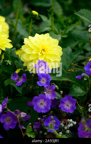 Geranium rozanne, gelbe Dahlie, blau, Blume, Blumen, Blüte, Mix, gemischt, das Einpflanzen von Kombination, RM Floral Stockfoto