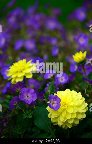 Geranium rozanne, gelbe Dahlie, blau, Blume, Blumen, Blüte, Mix, gemischt, das Einpflanzen von Kombination, RM Floral Stockfoto