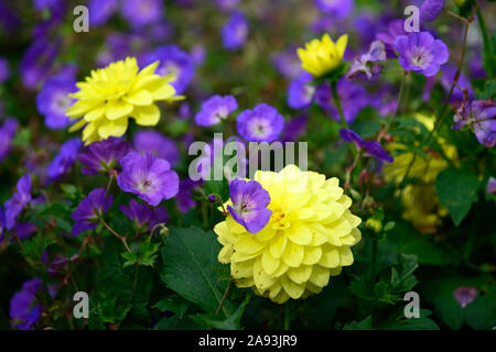 Geranium rozanne, gelbe Dahlie, blau, Blume, Blumen, Blüte, Mix, gemischt, das Einpflanzen von Kombination, RM Floral Stockfoto