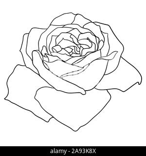 Schöne monochrom Skizze, schwarze und weiße Rose Blume isoliert. Stockfoto