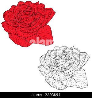 Schöne monochrom und Farbe Skizze, Rose Blume auf einem weißen Hintergrund. Stockfoto