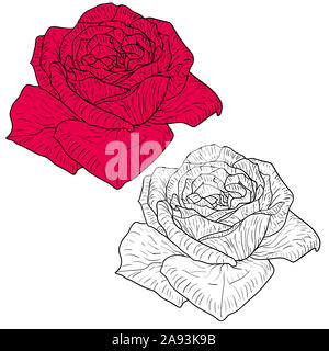 Schöne monochrom und Farbe Skizze, Rose Blume auf einem weißen Hintergrund. Stockfoto