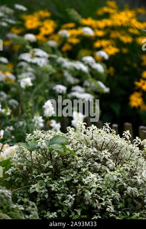 Pittosporum tenuifolium Silver Queen, tawhiwhi Silver Queen