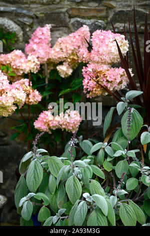 Hydrangea paniculata Vanille Fraise, Plectranthus, rosa Blütenrispen, Blume, Blumen, Blüte, Mix, gemischt, das Einpflanzen von Kombination, RM Floral Stockfoto