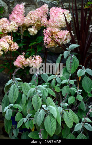 Hydrangea paniculata Vanille Fraise, Plectranthus, rosa Blütenrispen, Blume, Blumen, Blüte, Mix, gemischt, das Einpflanzen von Kombination, RM Floral Stockfoto
