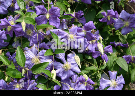 Clematis Perle dÁzur Stockfoto