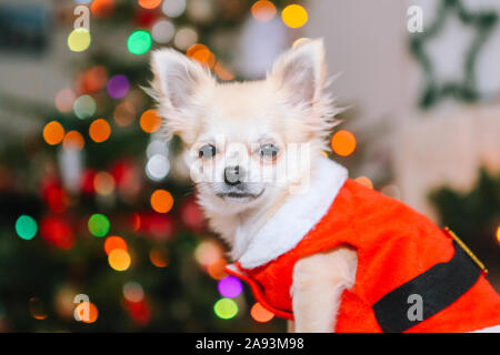 Cute chihuahua Hund tragen im Kostüm des Weihnachtsmannes sitzen unter dem Weihnachtsbaum. Neues Jahr und Weihnachten Konzept. Winter Neujahr feiern. Stockfoto