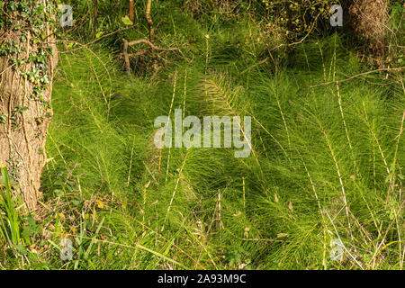 Große Schachtelhalme (wilde Pflanzen, Schachtelhalm Equisetum telmateia) in feuchten Wäldern Lebensraum neben einem Bach, Großbritannien Stockfoto