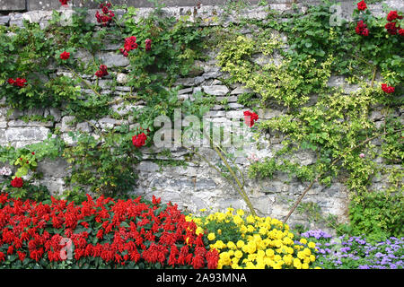 Rote KLETTERROSE über alte Mauer aus Stein, IM VORDERGRUND ROTEN Speichel und gelben Ringelblumen wachsen. Stockfoto