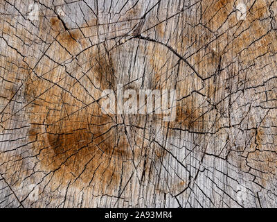 Die Oberfläche von Holz. Organische, Holz- Hintergrund mit Kratzern. Grau- und Brauntönen. Stockfoto