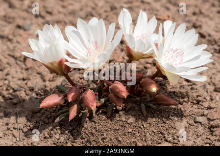 Bitterroot in voller Blüte, Steens Mountain, Oregon. Stockfoto