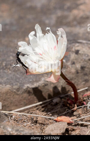 Käfer auf einem bitterroot Blume, Steens Mountain, Oregon. Stockfoto