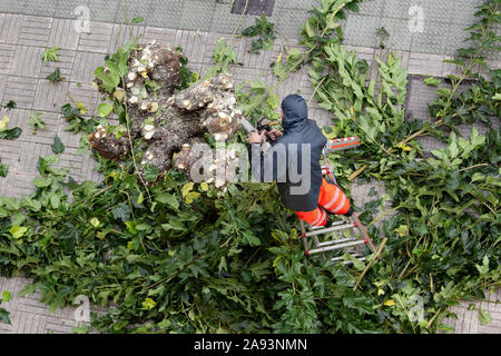 Arbeitnehmer kletterte auf einer Leiter Rückschnitt Äste auf Gehweg. Outdoor regnerischen Tag Stockfoto