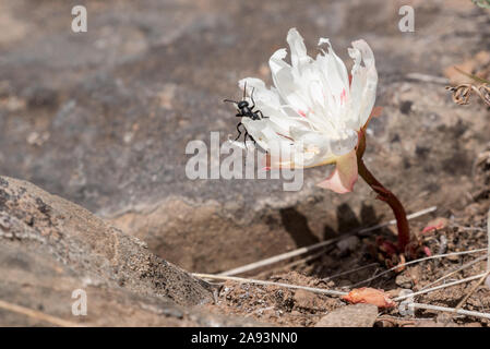 Käfer auf einem bitterroot Blume, Steens Mountain, Oregon. Stockfoto