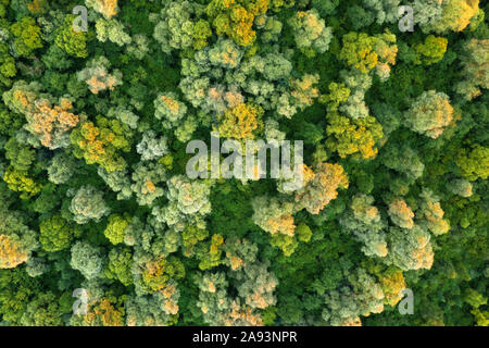 Antenne drone Foto auf magische Sommer Wald. Natur Hintergrund. Landschaftsfotografie Stockfoto