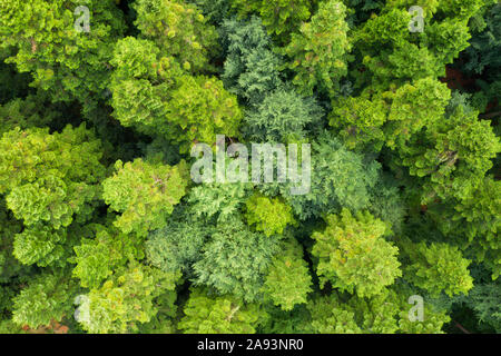 Antenne drone Foto auf magische Sommer Wald. Natur Hintergrund. Landschaftsfotografie Stockfoto