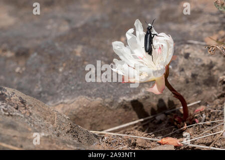 Käfer auf einem bitterroot Blume, Steens Mountain, Oregon. Stockfoto