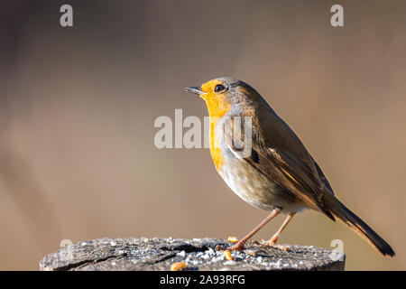 Erithacus Rubecula oder petirrojo Europeo mit Platz für Text kopieren Stockfoto