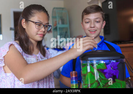 Teenager-Mädchen, die Lernfähigkeit hat Blick auf Pflanze mit Ihr Bruder Stockfoto