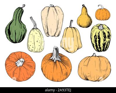 Hand gezeichnet Kürbis auf weißem Hintergrund. Vector Illustration einer Skizze Stil. Stock Vektor