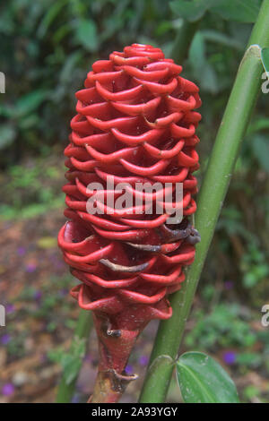 Bitter Shampoo oder Ingwer (Zingiber zerumbet), Mindo, Ecuador Stockfoto