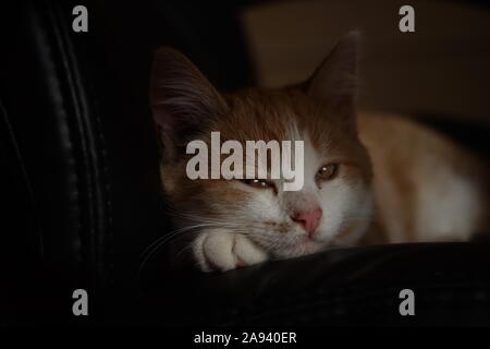 Ginger Kitten in einem schwarzen Leder Bürostuhl ausruhen Stockfoto