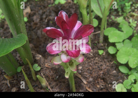 Kurkuma (Curcuma longa) Blüte, Mindo, Ecuador Stockfoto