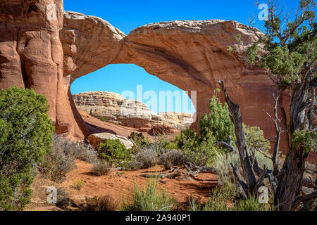 Pine Tree Arch Stockfoto