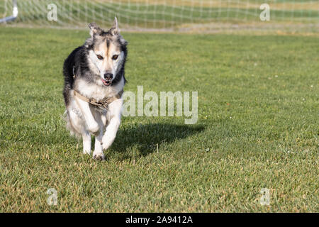 Petaluma, Kalifornien, USA. 12 Nov, 2019. "Fiona", ein sibirischer Husky und Deutscher Schäferhund Mischlingen genießt eine Morgen ausgeführt. Quelle: Tim Fleming/Alamy leben Nachrichten Stockfoto