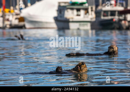 Seeotter (Enhyda lutris) schwimmen im Seward Boat Harbour; Seward, Alaska, Vereinigte Staaten von Amerika Stockfoto