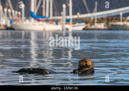 Ein Seeotter (Enhyda lutris) schwimmt im Seward Boat Harbour; Seward, Alaska, Vereinigte Staaten von Amerika Stockfoto