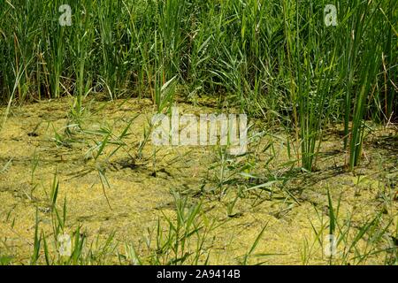 Pflanzen und Algen im stagnierenden Wasser Stockfoto