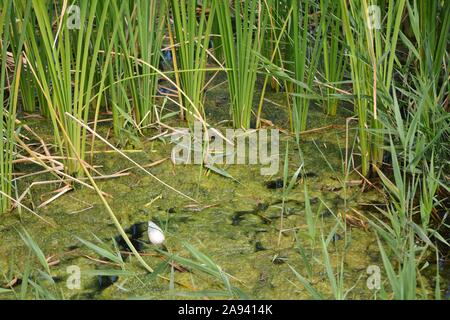 Pflanzen, Algen und Kunststoff im stagnierenden Wasser Stockfoto