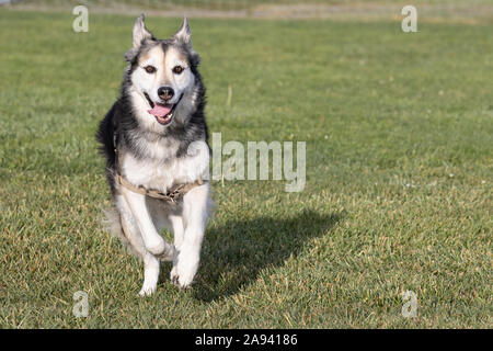 Petaluma, Kalifornien, USA. 12 Nov, 2019. "Fiona", ein sibirischer Husky und Deutscher Schäferhund Mischlingen genießt eine Morgen ausgeführt. Quelle: Tim Fleming/Alamy leben Nachrichten Stockfoto