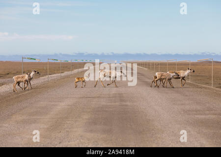 Caribou (Rangifer tarandus) überqueren den Dalton Highway; Alaska, Vereinigte Staaten von Amerika Stockfoto