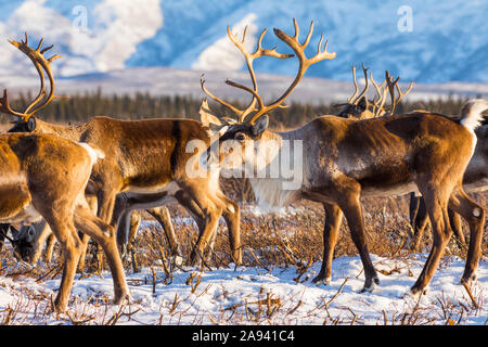 Caribou (Rangifer tarandus) gehört zum Donnelly-Herdenfutter für Futter nach dem ersten signifikanten Schneefall im Winter, südlich von Delta Junction Stockfoto