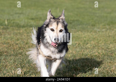Petaluma, Kalifornien, USA. 12 Nov, 2019. "Fiona", ein sibirischer Husky und Deutscher Schäferhund Mischlingen genießt eine Morgen ausgeführt. Quelle: Tim Fleming/Alamy leben Nachrichten Stockfoto