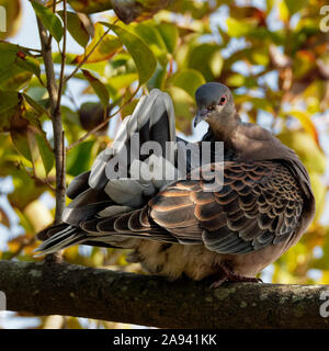 Orientalische Turteltaube (Streptopelia orientalis) selbst putzen auf einem Ast in Suzuka, Japan, in einem Park in der Nähe des Yatsu - higata Wattflächen. s Stockfoto