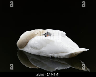 Höckerschwan (Cygnus olor) unter einer Brücke auf ornamentale Kanal in Wapping, London schlafen. Hoher Kontrast und Hintergrund Isolation. Stockfoto