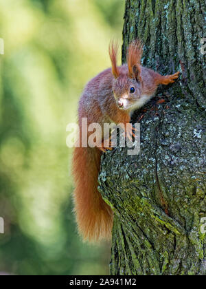 Eurasischen Eichhörnchen (Sciurus vulgaris) auf einem Baum in der Nähe des Soldatenfriedhofes in Fürst Józef Poniatowski Park in Łodź, Polen Stockfoto