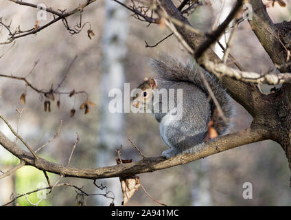 Graue Eichhörnchen (Sciurus carolinensis) auf einem Ast im Winter im King Edward's Memorial Park, London. Stockfoto