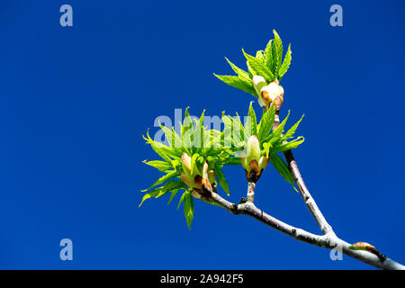 Nahaufnahme der ersten Wachstumsknospen/Blätter an einem Aschezweig mit tiefblauem Himmel; Calgary, Alberta, Kanada Stockfoto