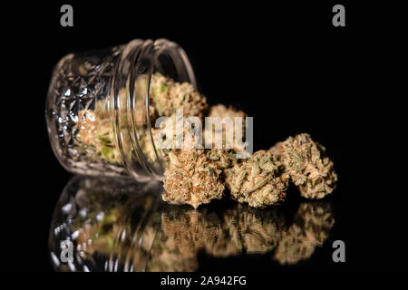 Cannabisblüten getrocknet und geheilt, reflektiert auf einer schwarzen Oberfläche Stockfoto