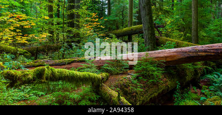 Üppiges Laub und umgestürzte Bäume im alten Wald von Cathedral Grove, MacMillan Provincial Park, Vancouver Island; British Columbia, Kanada Stockfoto